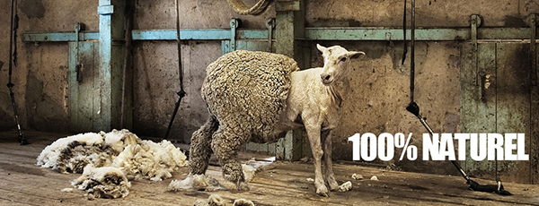 Feutre foulé 100% laine naturelle par Laoureux